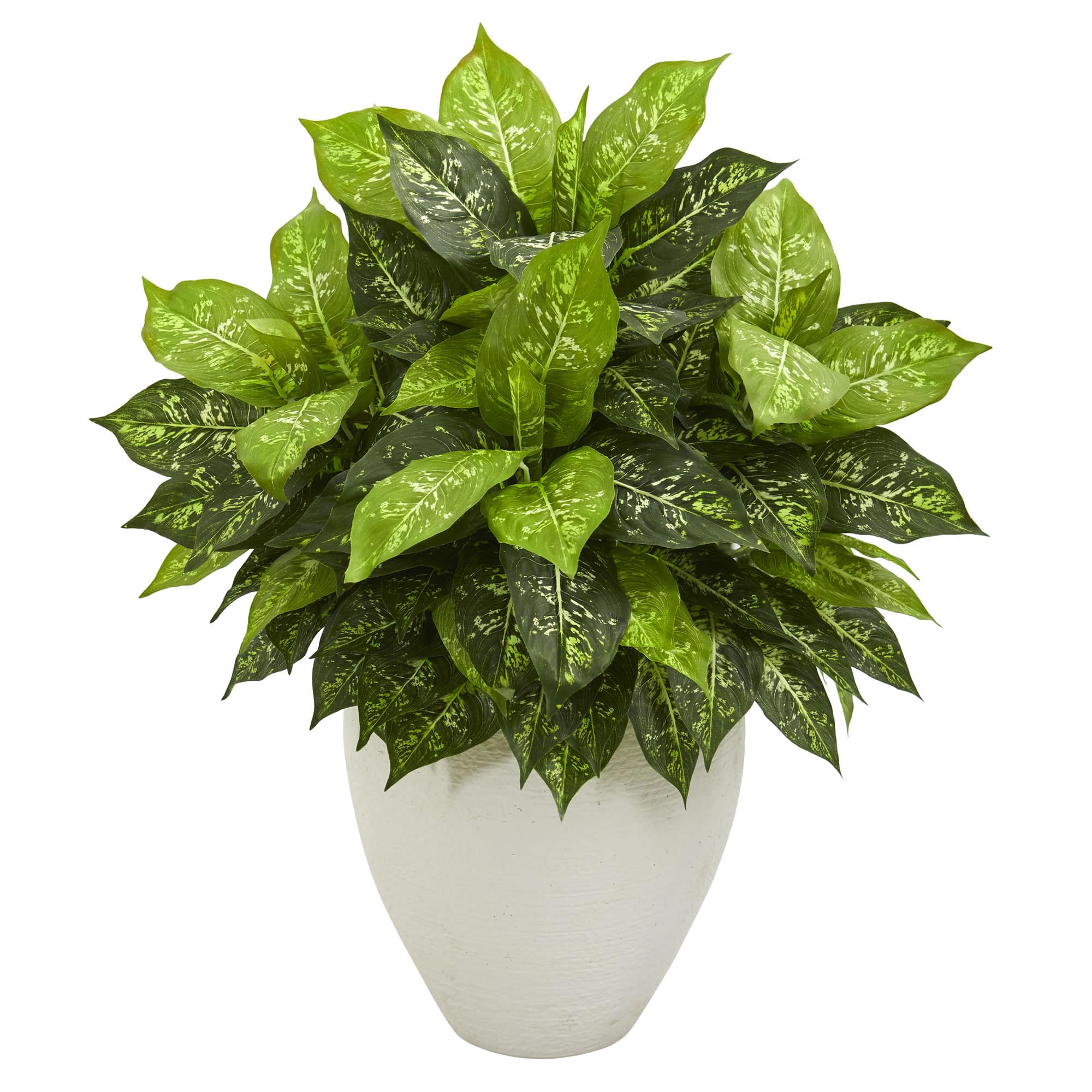 2.5ft Dumb Cane Plant in White Planter